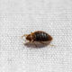 What temperature kills bed bugs