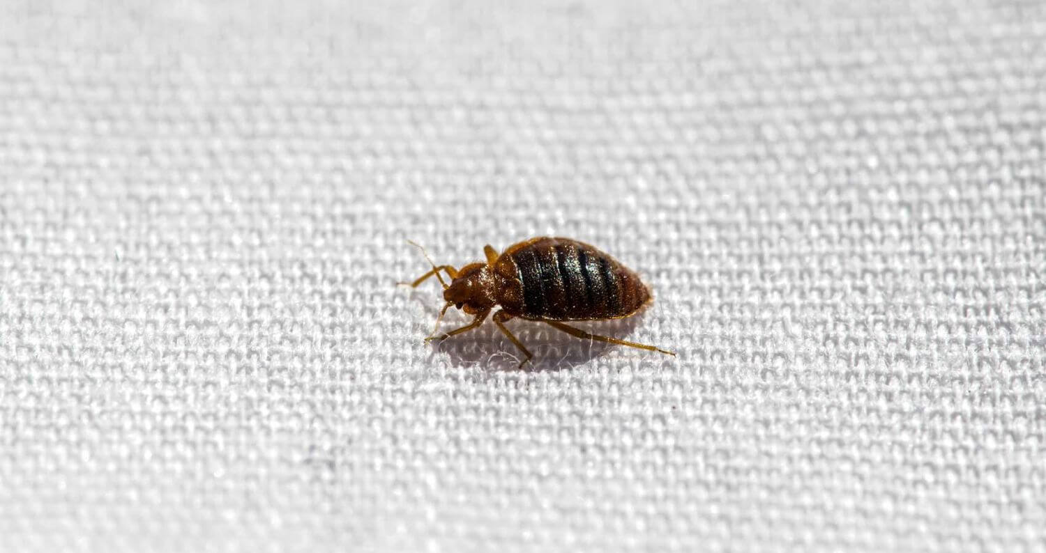 What temperature kills bed bugs