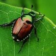 Where do Japanese beetles go at night
