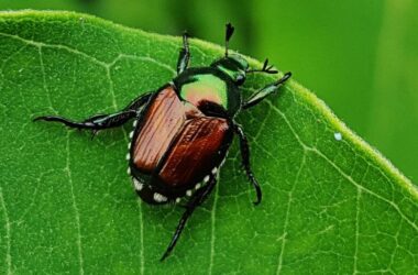 Where do Japanese beetles go at night