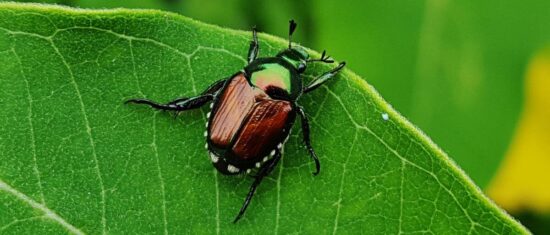 Where do Japanese beetles go at night