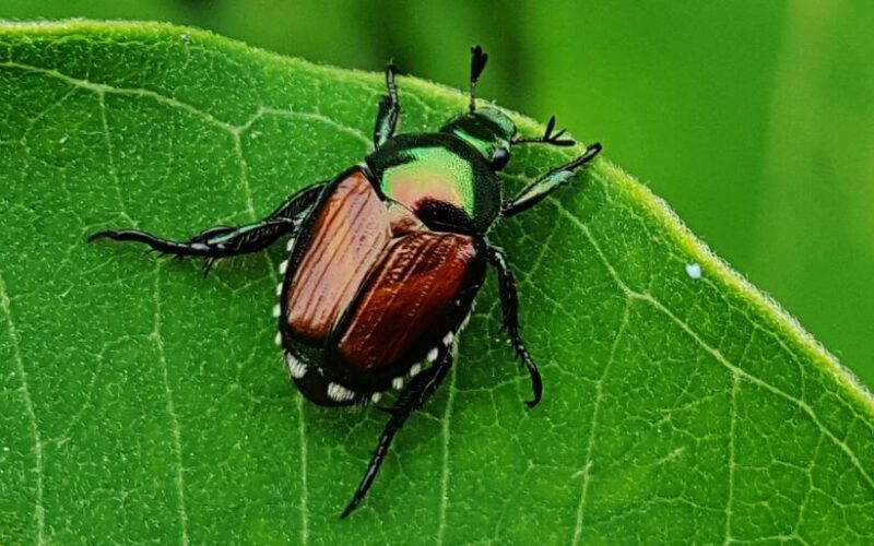 Where do Japanese beetles go at night