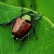 Where do Japanese beetles go at night