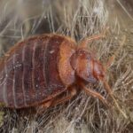 Where to Sleep If You Have Bed Bugs