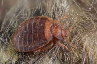 Where to Sleep If You Have Bed Bugs