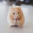 Why do mice squeak
