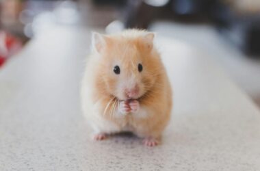 Why do mice squeak