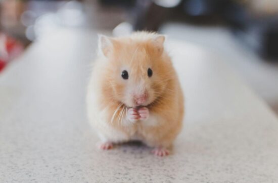 Why do mice squeak