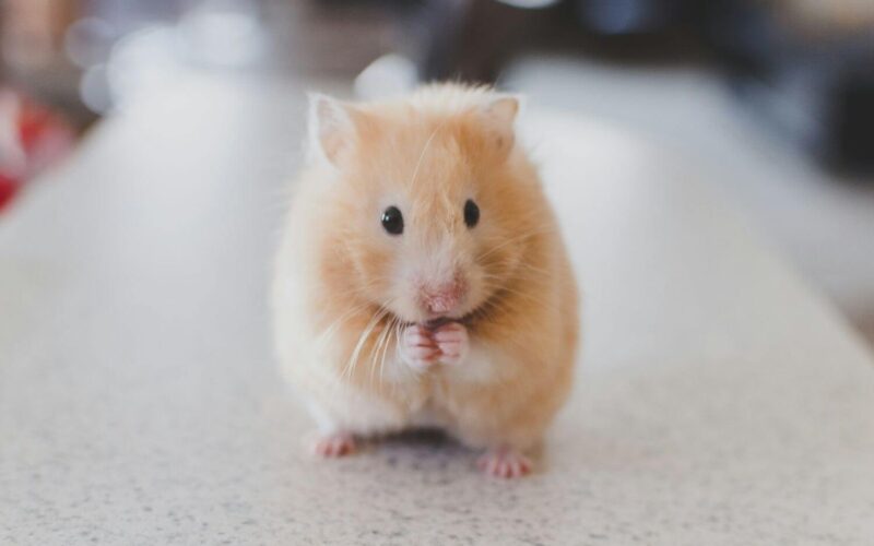 Why do mice squeak