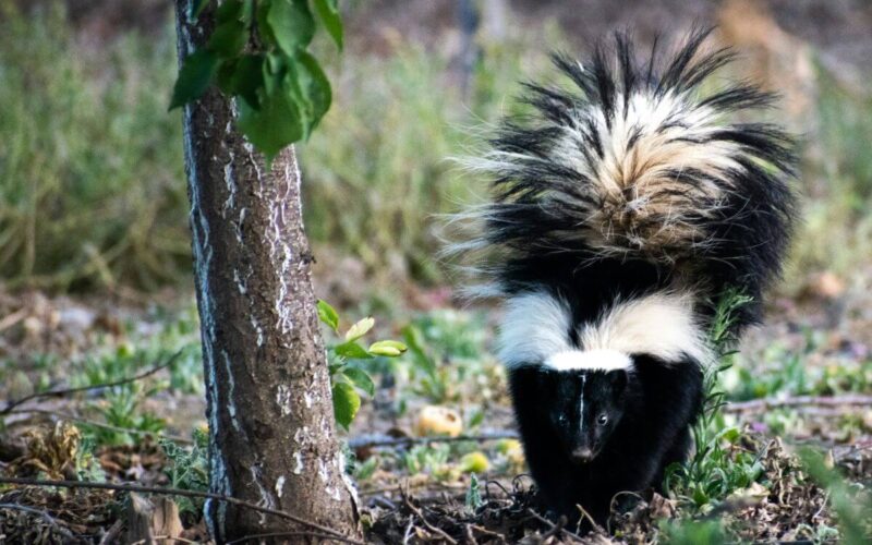 Why do skunks spray in your yard