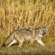 Best coyote urine sprays