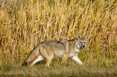 Best coyote urine sprays