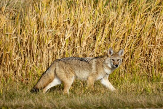 Best coyote urine sprays