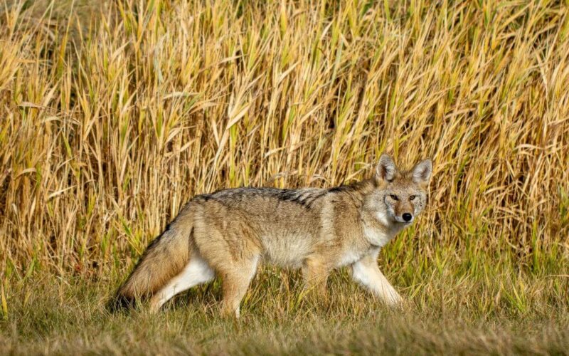 Best coyote urine sprays