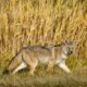 Best coyote urine sprays