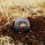 Best mole traps for your yard