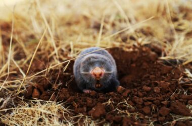 Best mole traps for your yard