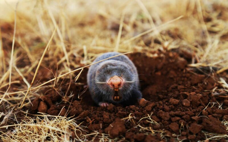 Best mole traps for your yard