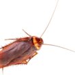 Best roach bombs and foggers