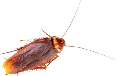 Best roach bombs and foggers
