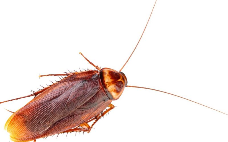 Best roach bombs and foggers