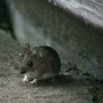 Best rodent repellent for cars