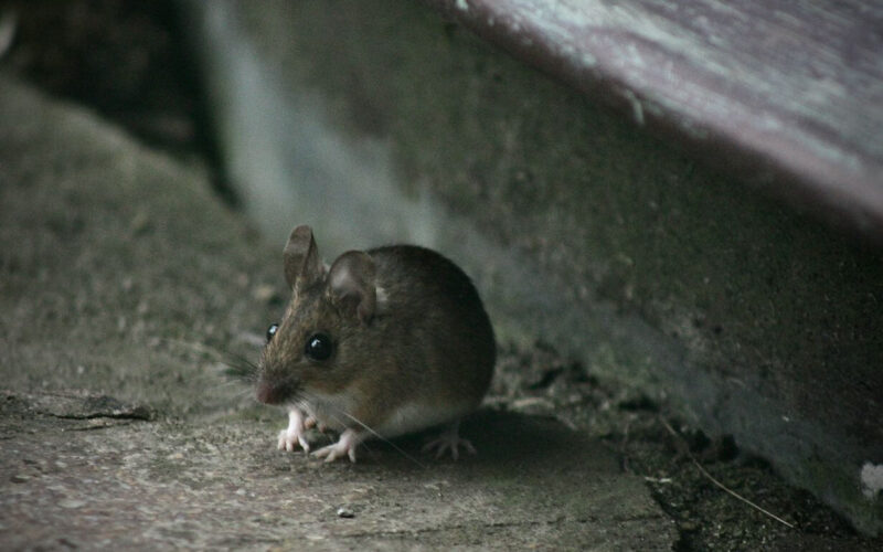 Best rodent repellent for cars