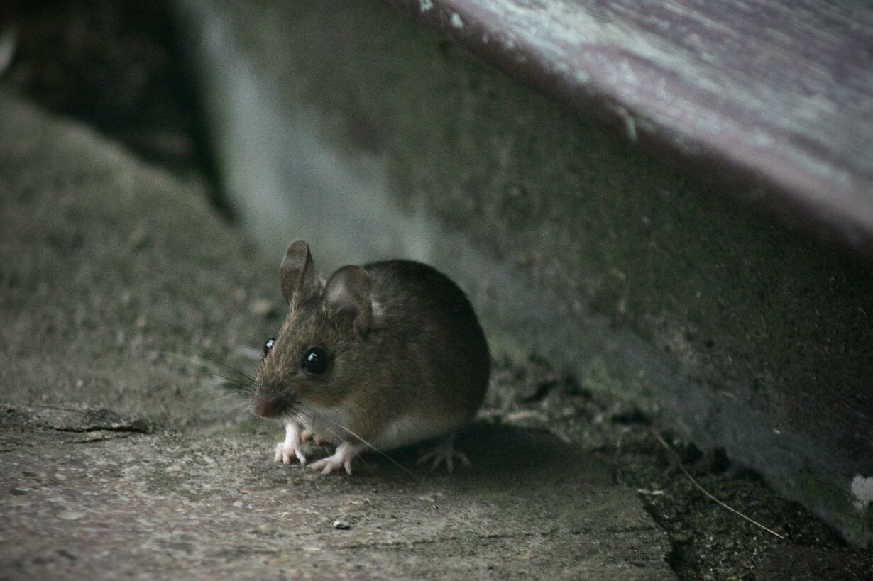 Best rodent repellent for cars