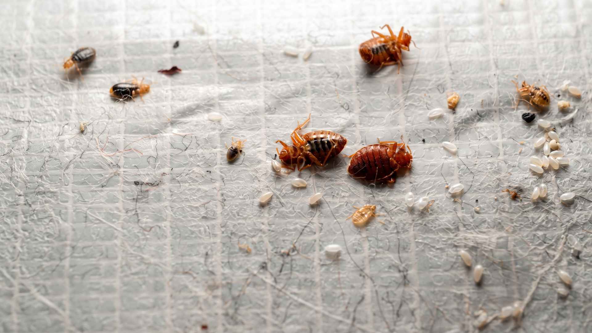 Can Steam Kill Bed Bug Eggs?