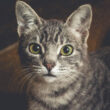 Do cats like or hate revenue