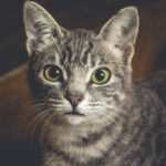 Do cats like or hate revenue