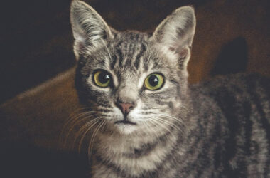 Do cats like or hate revenue