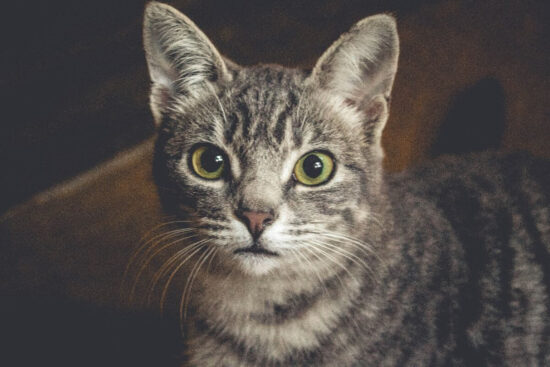 Do cats like or hate revenue