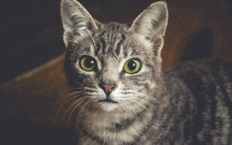 Do cats like or hate revenue