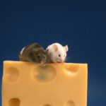 Do mice like cheese?