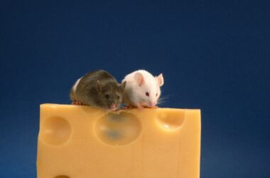 Do mice like cheese?