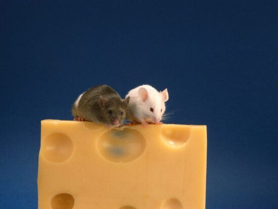 Do mice like cheese?