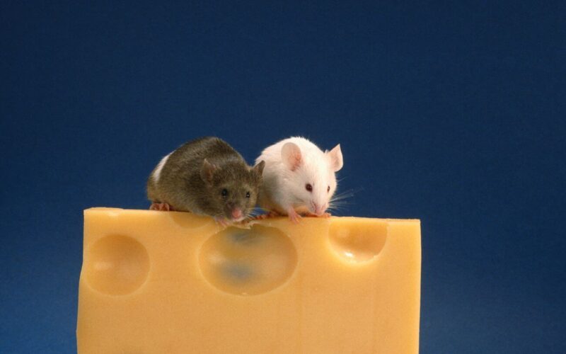 Do mice like cheese?