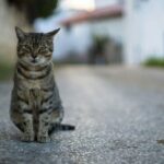 Does vinegar keep cats away