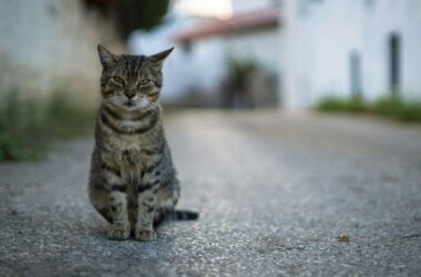 Does vinegar keep cats away