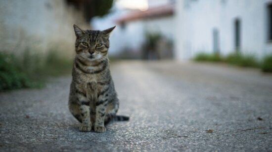Does vinegar keep cats away