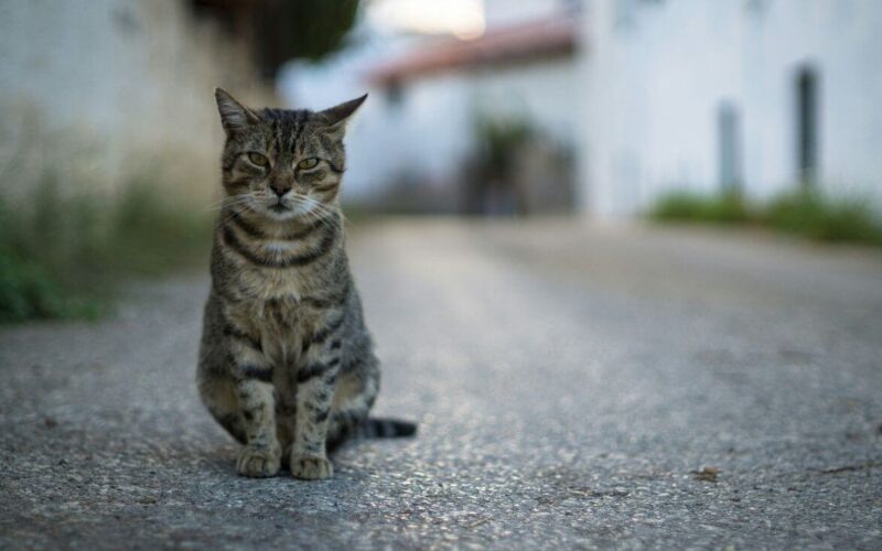 Does vinegar keep cats away