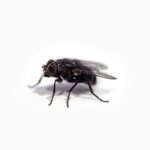 How long do flies live, and their lifespan