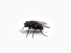 How Long Do Flies Live: The Truth About Their Lifespan