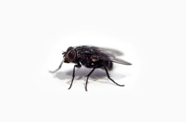 How long do flies live, and their lifespan