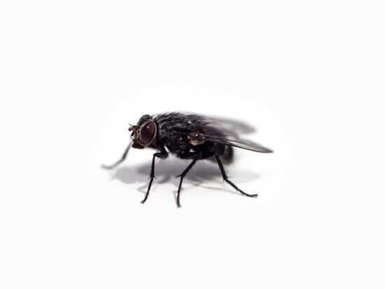 How long do flies live, and their lifespan