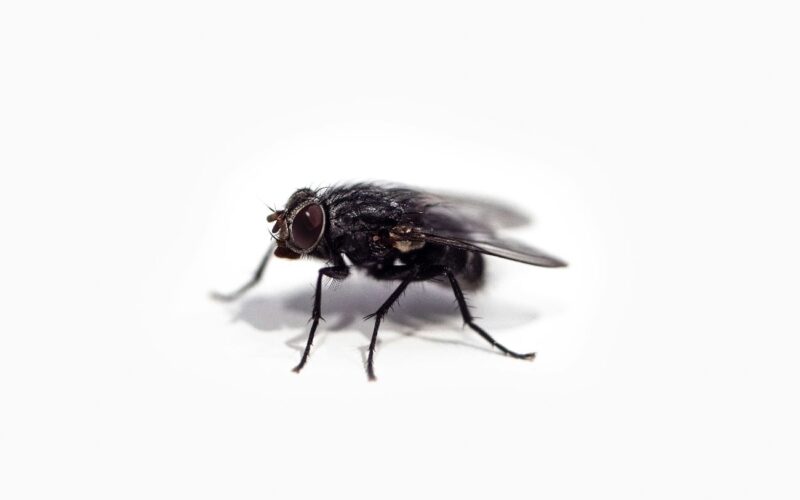 How long do flies live, and their lifespan