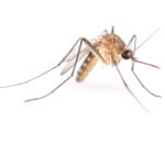 How to make homemade mosquito sprat for your yard