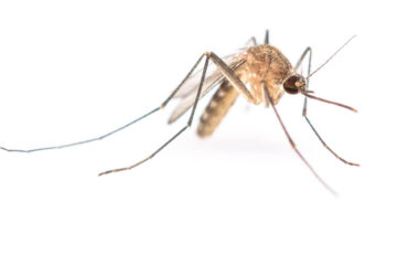 How to make homemade mosquito sprat for your yard