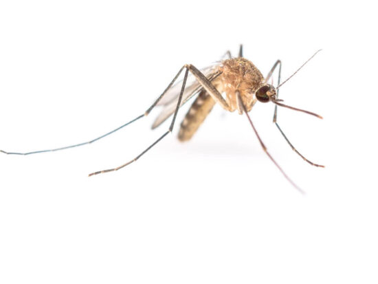 How to make homemade mosquito sprat for your yard
